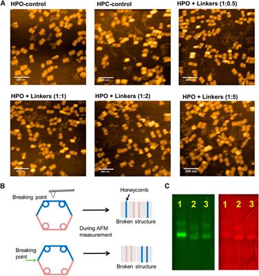 Dynamic Shape Transformation of a DNA Scaffold Applied for an Enzyme Nanocarrier